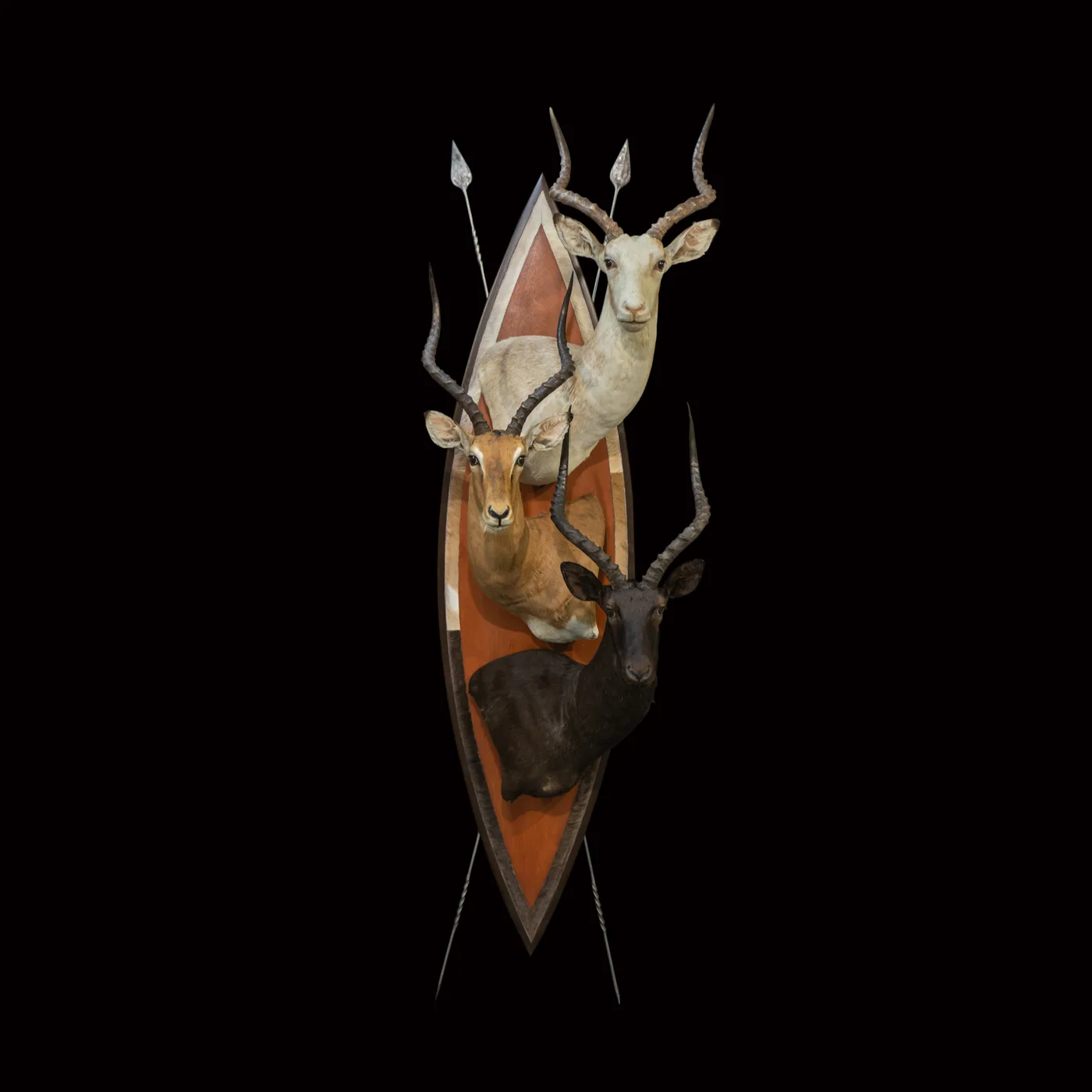3 Impala Zulu Wall 1 (Black) — Highveld Taxidermists